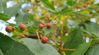 Picking  and pickling with  homegrown Szechuan Peppercorns Zanthoxylum simulans [upl. by Nalaf872]