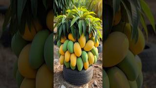 Double your Mango Tree harvest with these new planting Skills shorts satisfying farming [upl. by Daveen]