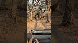 Приятная встреча 👋 zimbabwe zambia elephant afrika слоны nature travel animals [upl. by Sage439]