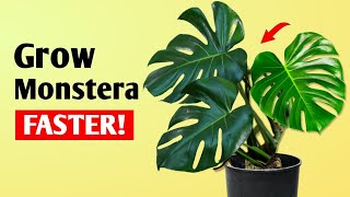 How To Get LARGER Monstera Deliciosa Plant at Home  Monstera Plant Care Tips [upl. by Retsam119]