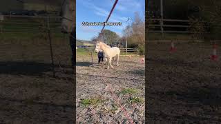 Schouderbuitenwaarts horse horsemanship [upl. by Kirrad]