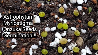 Astrophytum Myriostigma Seeds Germination Propagation [upl. by Massab932]