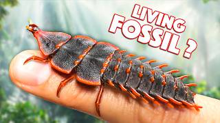 Prehistoric Creature FOUND ALIVE Trilobite Beetle [upl. by Animrac]