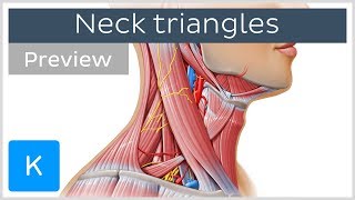 Triangles of the neck location and contents preview  Human Anatomy  Kenhub [upl. by Jenni]