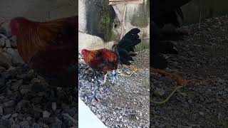 Midstation gamefowl rooster original sound [upl. by Kcolttam]