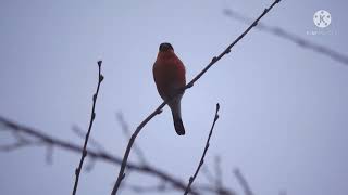 Trompetergimpel Gesang am Wegesrand beobachtet🐦👍 [upl. by Waddell]