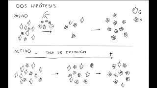 Gimnospermas vs angiospermas [upl. by Hannus459]