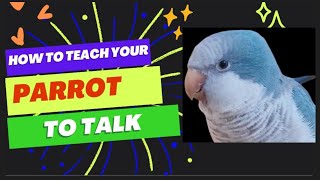 Teach Your Parrot to Talk  Parrot Teaching Video  Quaker Parrot Talking  talking parrot training [upl. by Waldemar]