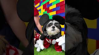 Waggles Waffles and Wiggles R the Dogs of Disney Mickey and Minnie Costumes FamilyFun DogsofDisney [upl. by Myke]