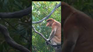 Longnosed proboscis monkey nasalis larvatus music musica song animals [upl. by Brynne103]