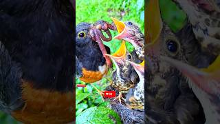 Mother bird feeding babies nature birdlife [upl. by Eidnyl]