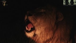 Male Lion Roars Fiercely At Night [upl. by Greenman117]