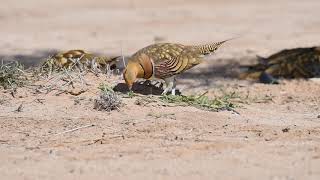 Pin tailed sandgrouse [upl. by Yelich]