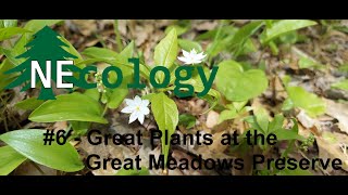 NEcology 6  Great Plants at the Great Meadows Preserve [upl. by Elagiba842]