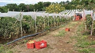 Manejo de Cultivos Fenología del Tomate [upl. by Helsell417]