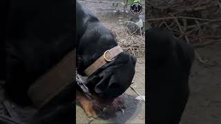 Rottweiler Bubzi Finds Coconut shorts rottweiler namitaology [upl. by Combes]