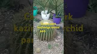 Cactus park kazironga orchid park [upl. by Nahsab]