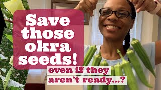 How to Save Okra Seeds even if they aren’t ready [upl. by Ellimaj]