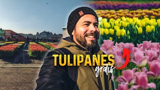 El AMOR por los TULIPANES en HOLANDA🌷❤️ DIA del TULIPAN en AMSTERDAM  No me lo esperaba [upl. by Naras625]