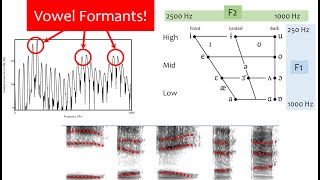 Speech Acoustics 5  vowel formants [upl. by Ogir]