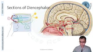 Diencephalon [upl. by Dagny]