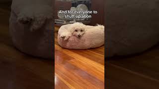 Professional Napper 💤 dog puppy cute cutedog brunothedog funnydog pets funnyanimal [upl. by Caputto]