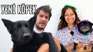 Yeni Köpeğimiz Değişik Joy [upl. by Daffodil]