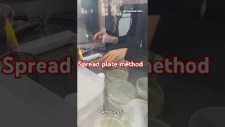 Spread plate method  peptone water  Antibiotic sensitivity test mltmbbsbiotechnologylab [upl. by Best275]