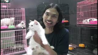 lepas adopsi kucing ragdoll dan bsh jgn sampe kehabisan lg [upl. by Batty]