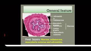 HISTOLOGY OF OESOPHAGUS [upl. by Christoph362]