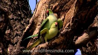 Roseringed Parakeets mating [upl. by Balcke529]