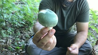 Moldy Mushroom Russula virescens [upl. by Engel397]