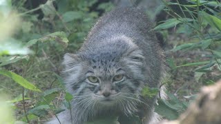 Manul  Pallas Cat  Hellabrun Tierpark [upl. by Vander]