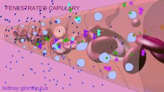 FENESTRATED CAPILLARIES [upl. by Mohandas]