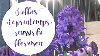 🌸 RÉUSSIR LES BULBES DE PRINTEMPS À COUP SÛR  BULBES À FLEURS À PLANTER EN AUTOMNE [upl. by Gosselin]