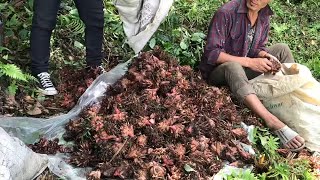 Cardamom Elaichi harvesting Rs 1000 per kg [upl. by Cirilla156]