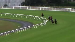 Ellerslie Jumpout Heats  Monday 26 February Heat 3 2yo 800 [upl. by Noskcaj]