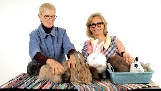 Which Rabbit Breed Is Best  Pet Rabbits [upl. by Cortney]