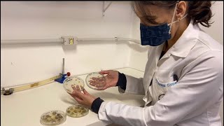 Microbiologia de Alimentos Fatores Intrínsecos e Extrínsecos [upl. by Alleahcim]