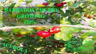 This Fruit Has More Vitamin C Than Oranges  Growing Barbados Cherry  Acerola [upl. by Corotto312]