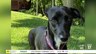 Pet Adoption Tuesday Meet Jo [upl. by Dyoll]