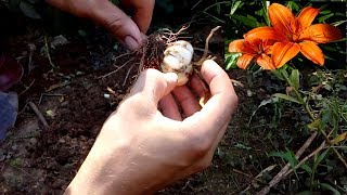 How to grow Krin Lilies [upl. by Nailimixam]