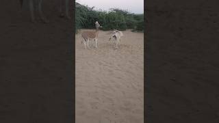 donkey animals testing viralvideo trendingshorts youtubeshorts ShahbazalimAlee [upl. by Aicrag]