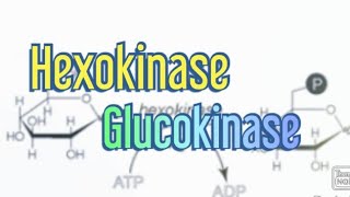 Hexokinase Glucokinase Biochemistry [upl. by Hellene592]