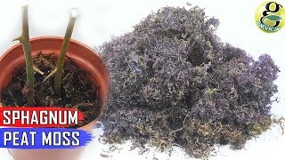 Sphagnum Peat Moss in Gardening Benefits How to Use and How Much in Potting Mix [upl. by Kippar]