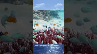 Great Barrier Reef Australia [upl. by Tybie]