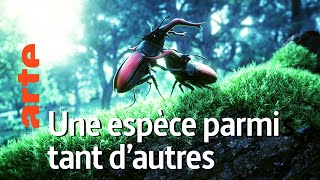 La feuille qui cache la foret  Une espèce à part 4  ARTE [upl. by Akoyn]