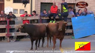 BORJA ZARAGOZA TARDE VACAS EN LA CALLE SÁBADO 4 MAYO 2019 JOSE LUIS CUARTERO [upl. by Florie]