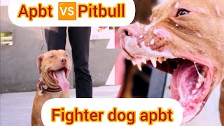 Pitbull vs apbt 🆚American bullyRitikDogKennel177 [upl. by Xylina]