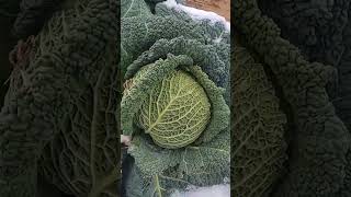 picking savoy cabbage watch til the end to see close ups of texture notalking crunchy garden [upl. by Ahsitel]